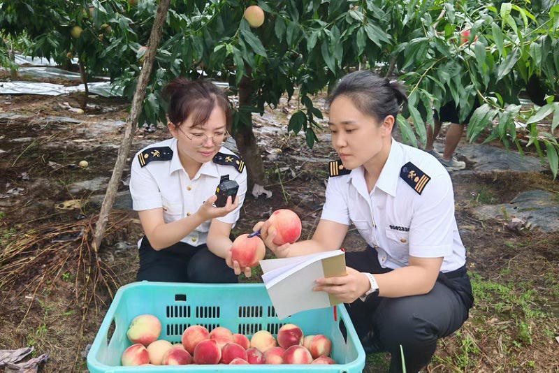 关员对出境蜜桃果园开展监管