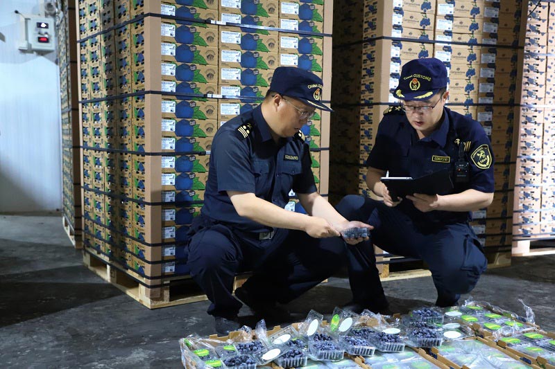 关员对进口蓝莓进行查验 关员对进口蓝莓进行查验