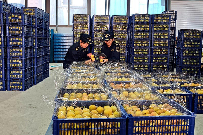 关员对出口南果梨进行现场查检