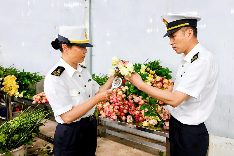 昆明海关关员在企业包装车间对出口鲜切花开展现场监管 昆明海关关员在企业包装车间对出口鲜切花开展现场监管