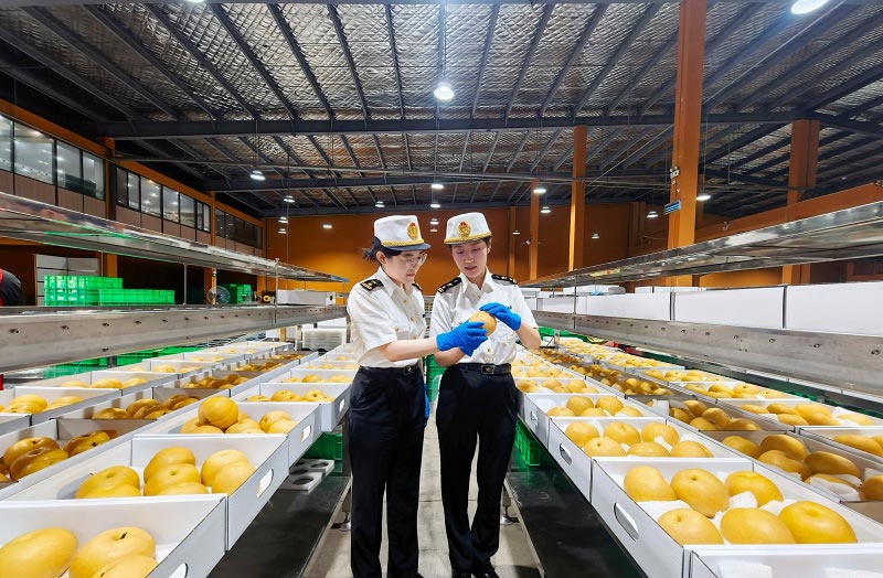 关员现场监管新鲜秋月梨 关员现场监管新鲜秋月梨